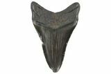Fossil Megalodon Tooth - South Carolina #86061-2